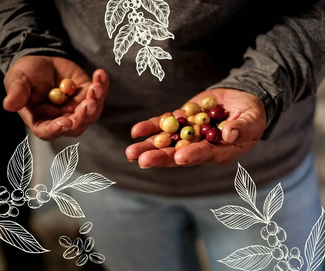 Mujeres cafetaleras: trenzando la vida y los cuidados