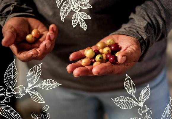 Mujeres cafetaleras: trenzando la vida y los cuidados