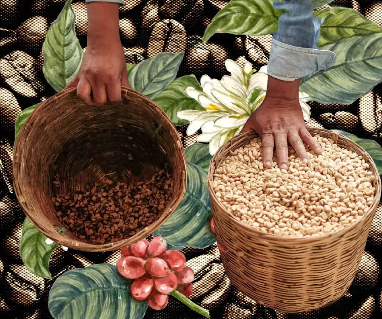 Cuidar la vida, sembrar futuro: café y resistencias en Veracruz