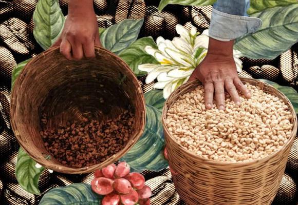 Cuidar la vida, sembrar futuro: café y resistencias en Veracruz