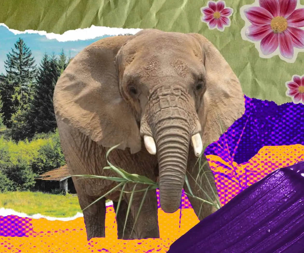 Claves para entender el caso de la elefanta Ely desde el antiespecismo Claves para entender el caso de la elefanta Ely desde el antiespecismo