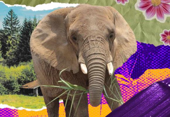 Claves para entender el caso de la elefanta Ely desde el antiespecismo