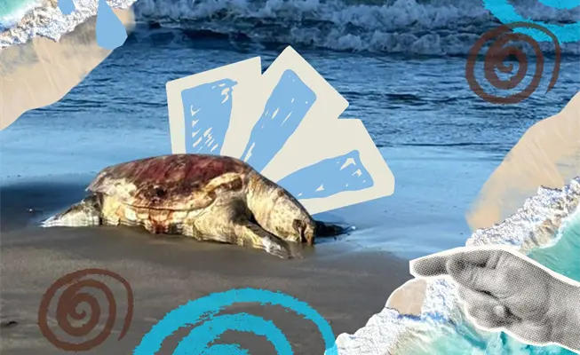 Ecocidio en el Golfo de México: cuando muere el ecosistema, la vida perece